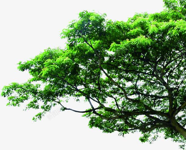 绿色大树海报植物装饰png免抠素材_新图网 https://ixintu.com 大树 植物 海报 绿色 装饰