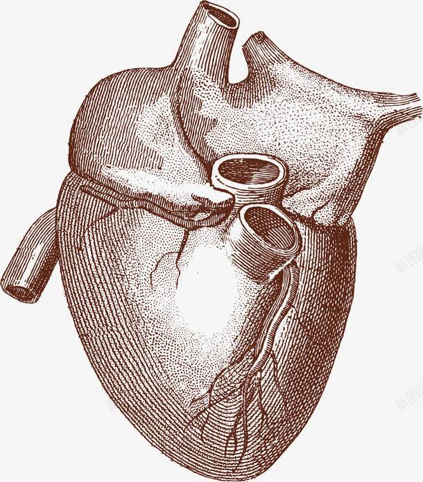 人体心脏png免抠素材_新图网 https://ixintu.com 人体心脏 卡通 器官 手绘