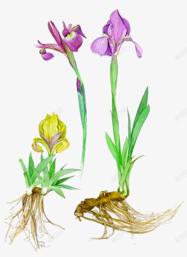 燕尾兰花png免抠素材_新图网 https://ixintu.com 手绘 植物 燕尾兰花 简图 紫色的 绿色的 花朵