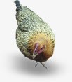 禽类鸡鸭疾病防治png免抠素材_新图网 https://ixintu.com 疾病 禽类 防治