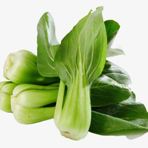 绿色的上海青png免抠素材_新图网 https://ixintu.com 上海青 小青菜 绿色 蔬菜
