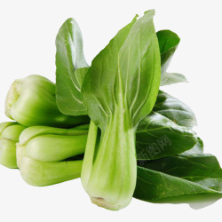 小青菜绿色的上海青高清图片