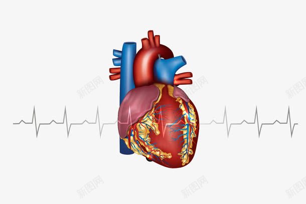 心脏png免抠素材_新图网 https://ixintu.com 人体器官心脏 卡通心脏 心脏素材 矢量心脏 逼真心脏
