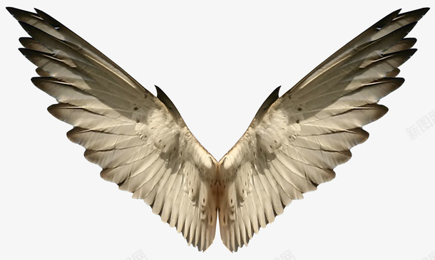 褐色翅膀png免抠素材_新图网 https://ixintu.com 翅膀 自由 鸟