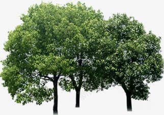 摄影创意元素树木合成效果png免抠素材_新图网 https://ixintu.com 元素 创意 合成 摄影 效果 树木