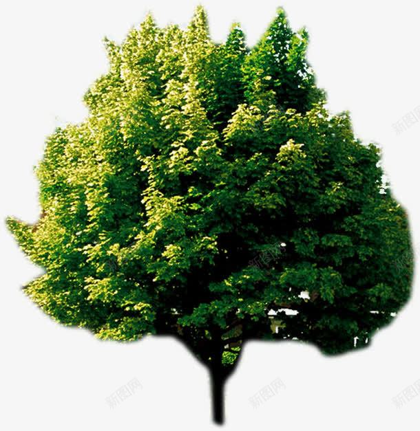 创意绿色树木合成渲染png免抠素材_新图网 https://ixintu.com 创意 合成 树木 渲染 绿色