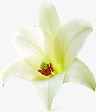 花朵花蕊白色装饰png免抠素材_新图网 https://ixintu.com 图片 白色 花朵 花蕊 装饰
