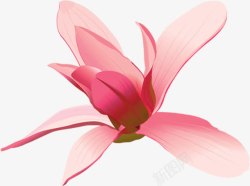 粉色唯美花朵手绘节日素材