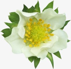 白色花朵黄色花蕊素材