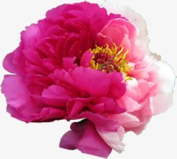 粉色水彩花朵节日活动装饰素材