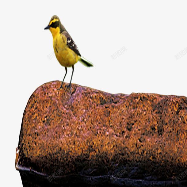 岩石上的鸟png免抠素材_新图网 https://ixintu.com 岩石 站立的鸟 鸟