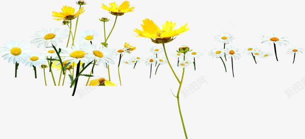 黄色的鲜花png免抠素材_新图网 https://ixintu.com 植物 花卉 花朵 鲜花 黄花