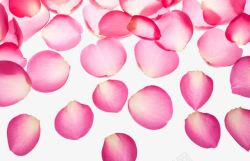 精美粉色玫瑰花瓣素材