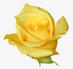 黄玫瑰静态图素材