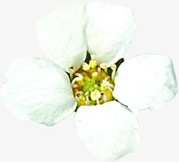 春天白色花朵花蕊png免抠素材_新图网 https://ixintu.com 春天 白色 花朵 花蕊