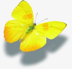 黄色唯美蝴蝶美景素材