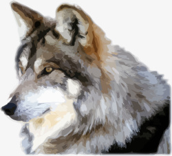 手绘风格动物狼头气质素材