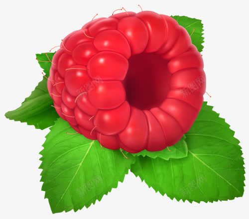 带叶子的树莓png免抠素材_新图网 https://ixintu.com 新鲜 树莓 桑葚 红色 绿叶