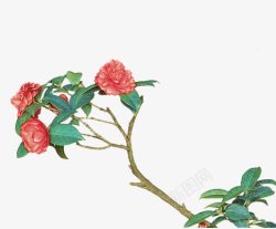 茶花红色花朵手绘花朵素材