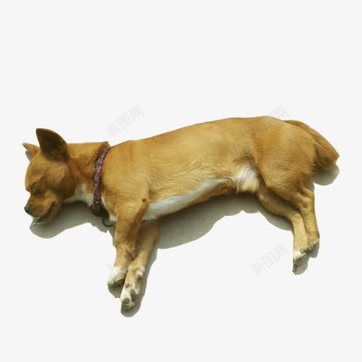 躺在地上的狗png免抠素材_新图网 https://ixintu.com 惬意 狗 睡午觉 黄色
