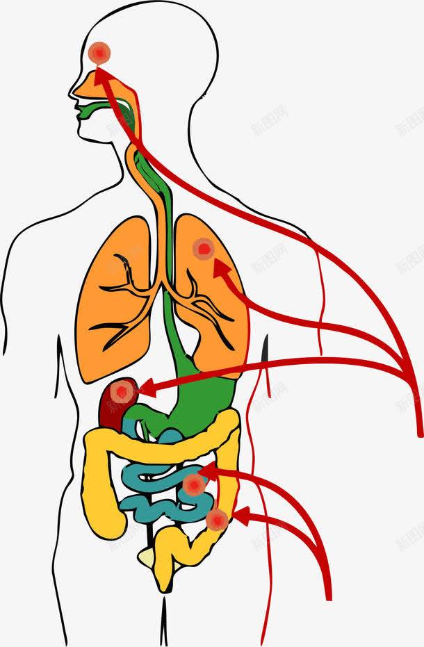 医用人体png免抠素材_新图网 https://ixintu.com 医用人体 肺