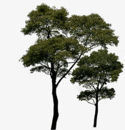 植物海报绿色树木大树素材
