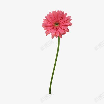 一朵红色的花png免抠素材_新图网 https://ixintu.com 一朵 实物 红色 花