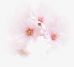 粉色唯美花朵装饰美景素材
