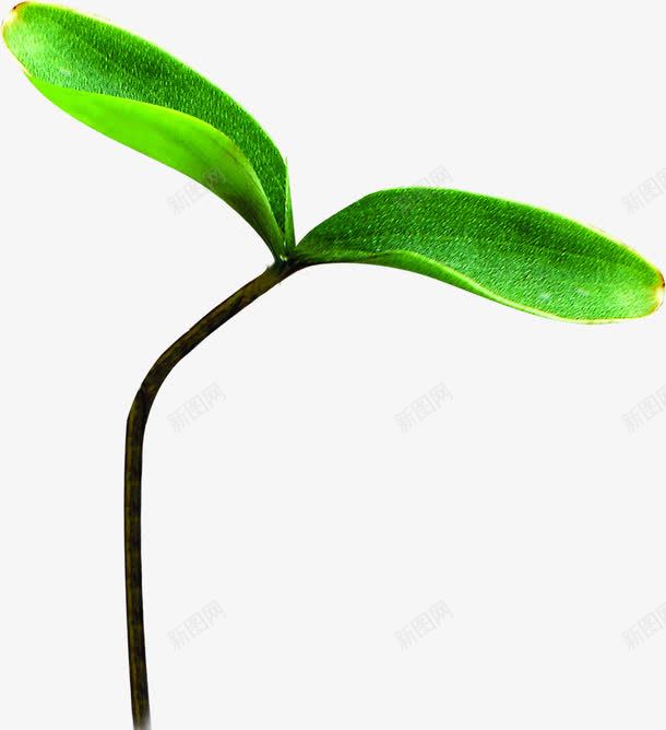 绿色发芽植物树叶png免抠素材_新图网 https://ixintu.com 发芽 树叶 植物 绿色