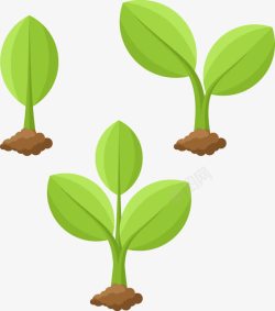 植物成长过程插图矢量图素材