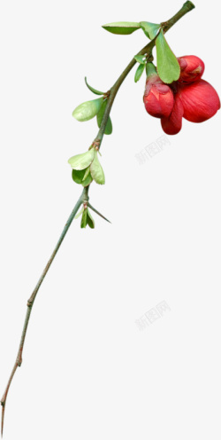 腊梅花素材