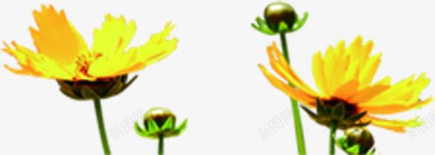 花卉花朵音之春彩海报png免抠素材_新图网 https://ixintu.com 海报 花卉 花朵