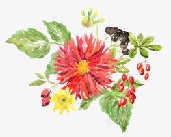 彩色手绘的植物花朵素材