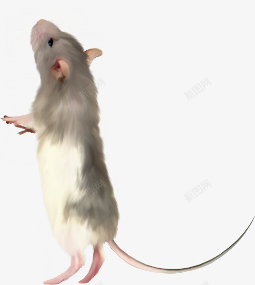 老鼠卡通动物png免抠素材_新图网 https://ixintu.com 动物 卡通 插画 老鼠