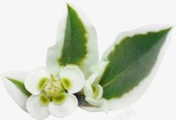 白绿色小花朵素材