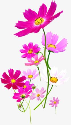 粉色春天促销花朵素材