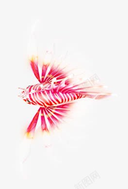 红色美丽鱼类美图png免抠素材_新图网 https://ixintu.com 红色 美丽 鱼类