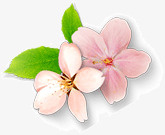 粉色花朵花瓣素材