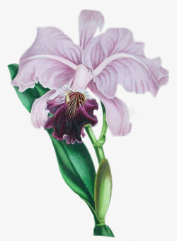 紫色植物花朵鸢尾花朵素材