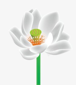 手绘白莲花图片免费下载 手绘白莲花素材 手绘白莲花模板 新图网