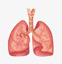 肺部器官图人体器官肺部器官心肺素材