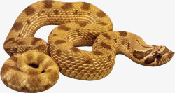 蛇黄金蛇蟒蛇素材