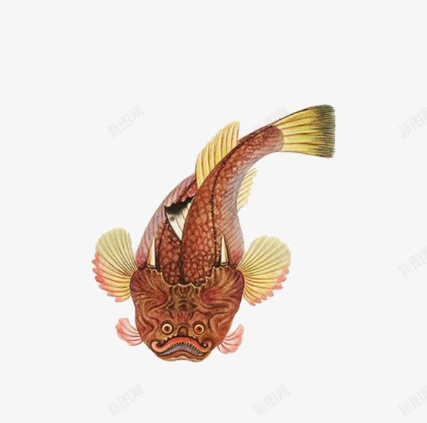 海鱼手绘png免抠素材_新图网 https://ixintu.com 卡通 抽象 海洋 红色 鱼类