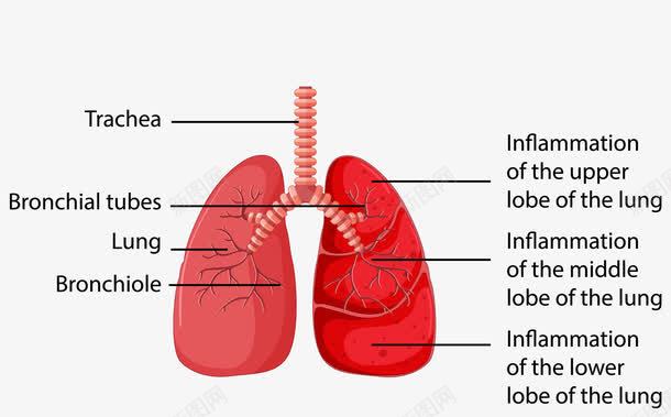 肺部图png免抠素材_新图网 https://ixintu.com PNG免抠图下载 人体 健康 器官 心肺 心肺功能 装饰