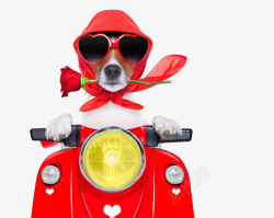 红色爱心狗狗骑摩托车素材