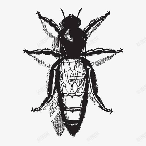 素描动物png免抠素材_新图网 https://ixintu.com 动物 手绘动物 素描 素描动物 苍蝇 虫类 蚊子