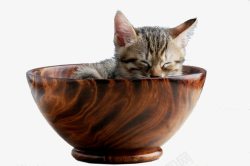 睡在碗里的猫素材