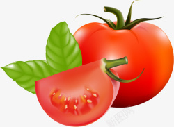 番茄叶子矢量图素材
