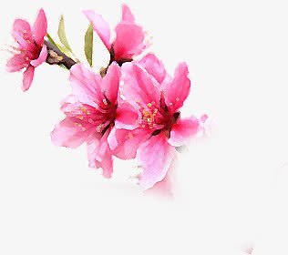 唯美水彩粉色花朵png免抠素材_新图网 https://ixintu.com 水彩 粉色 花朵
