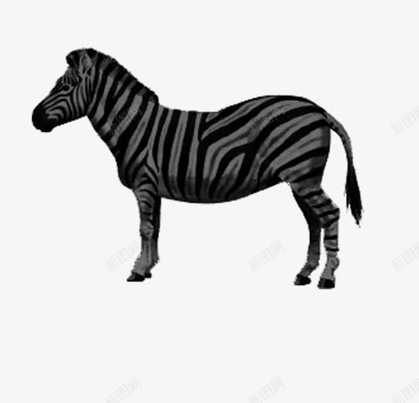 动物手绘黑白斑马png免抠素材_新图网 https://ixintu.com 动物 手绘黑白 斑马